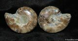 Small Desmoceras Ammonite Pair #393-1